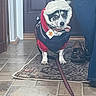Suzie Q joined the competition — help win amazing prizes! dog, pet, indoor, clothing, jacket, hat, leash, floor, rug, tile, door, shoes, person, animal, cute, small_dog, black_and_white, portrait, waiting, winter
