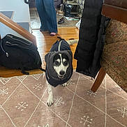 Suzie Q joined the competition — help win amazing prizes! dog, indoor, jacket, rug, person, footwear, backpack, coat, floor, wooden_floor, patterned_rug, home, stairs, door, casual_clothing, black_jacket, white_dog, pet, animal, living_space