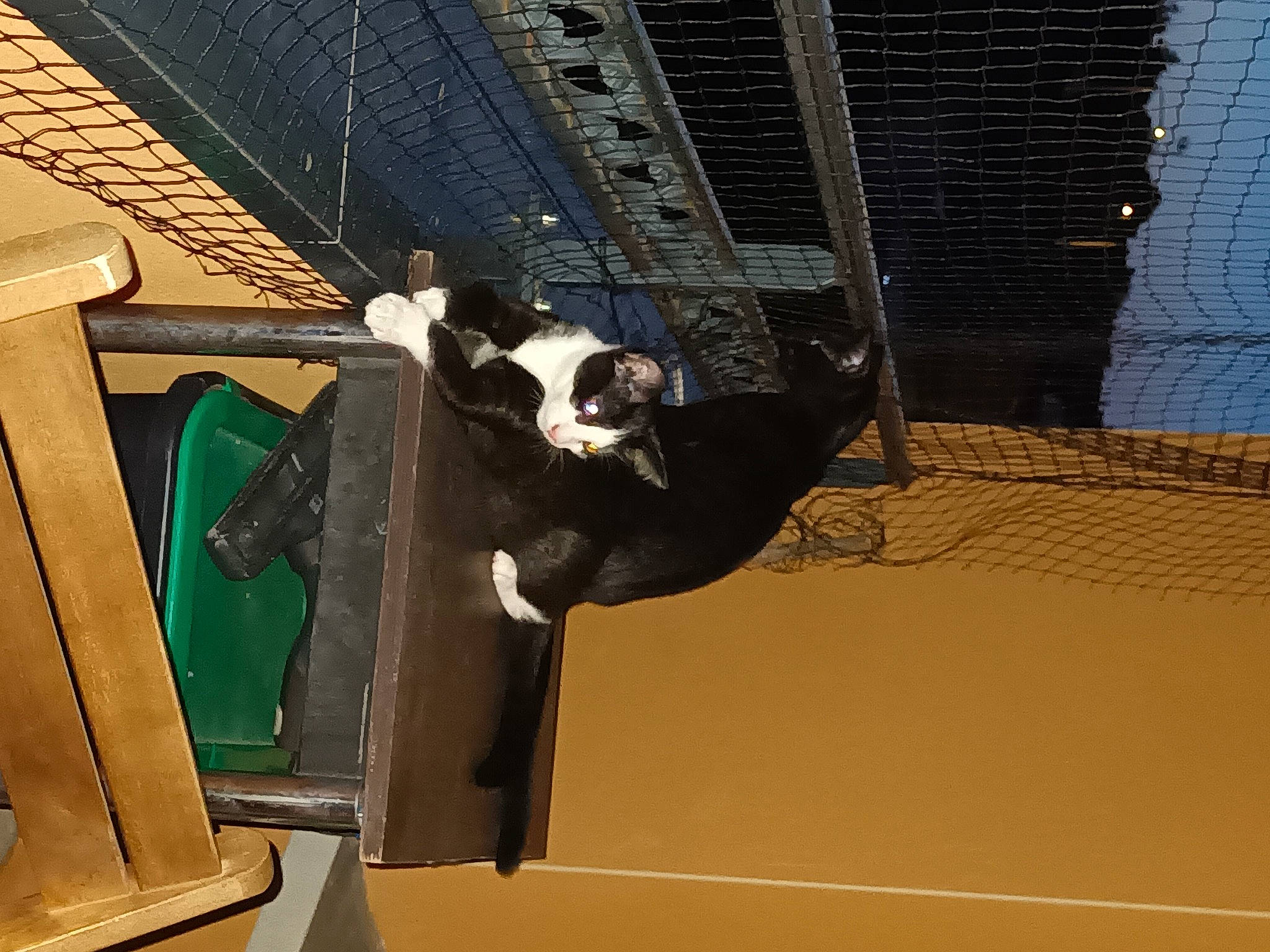 Uno participe au concours pour gagner de l'argent avec cette photo : animal_shelter, automotive_exterior, carnivore, ceiling, chain_link_fencing, dog, dog_breed, facade, fun, mesh, metal, net, pet_supply, shadow, wire_fencing, wood, working_animal