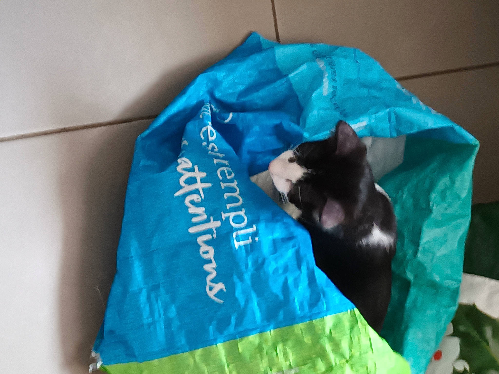 Uno participe au concours pour gagner de l'argent avec cette photo : bag, bedding, black_cat, canidae, carnivore, cat, comfort, dog_breed, electric_blue, felidae, fur, linens, room, sleeve, small_to_medium_sized_cats, t_shirt, tail, whiskers