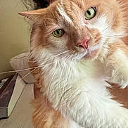 Powder joined the competition — help win amazing prizes! cat, orange_cat, white_cat, fluffy_cat, pet, animal, indoor, close_up, smiling_person, human, face, whiskers, fur, eyes, nose, ear, couch, home, cozy, portrait