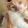 cat, orange_cat, white_cat, fluffy_cat, pet, animal, indoor, close_up, smiling_person, human, face, whiskers, fur, eyes, nose, ear, couch, home, cozy, portrait