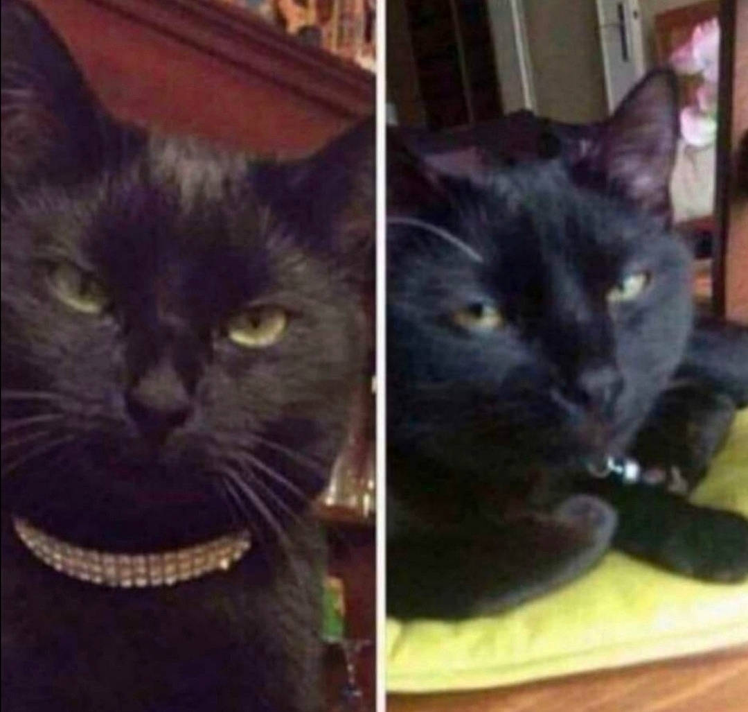 Daysie participe au concours pour gagner de l'argent avec cette photo : black_cat, bombay, carnivore, cat, domestic_short_haired_cat, eye, felidae, fur, iris, sky, small_to_medium_sized_cats, snout, square, tail, terrestrial_animal, whiskers