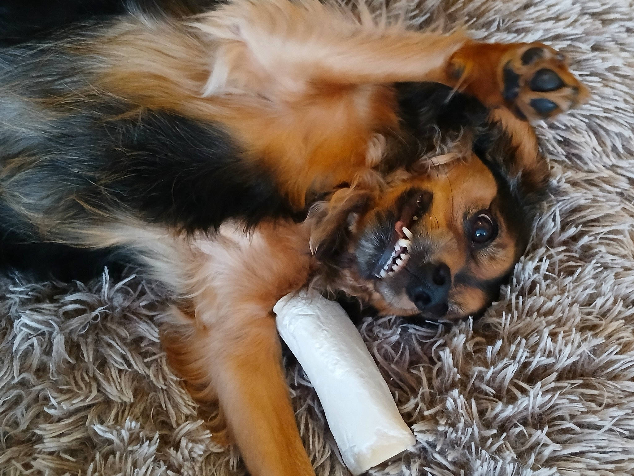 Bella a rejoint le concours — aidez-le/la à gagner de superbes lots ! canidae, carnivore, companion_dog, dog, dog_breed, fawn, fur, liver, paw, snout, sporting_group, terrestrial_animal, toy_dog, whiskers, working_dog