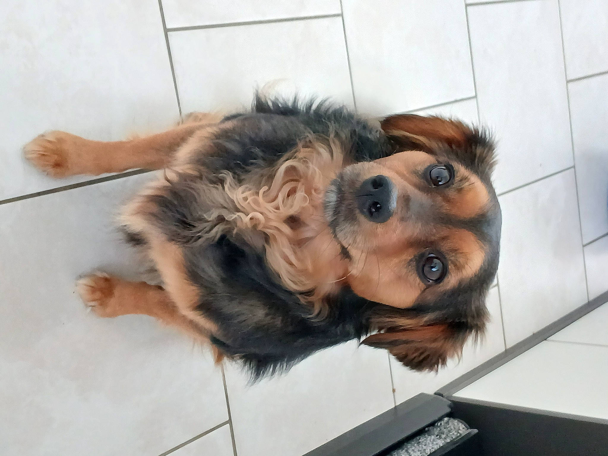 Bella participe au concours pour gagner de l'argent avec cette photo : canidae, carnivore, companion_dog, corgi_chihuahua, dog, dog_breed, fawn, flooring, fur, liver, paw, puppy, selfie, sporting_group, terrestrial_animal, toy_dog, whiskers, working_animal, working_dog