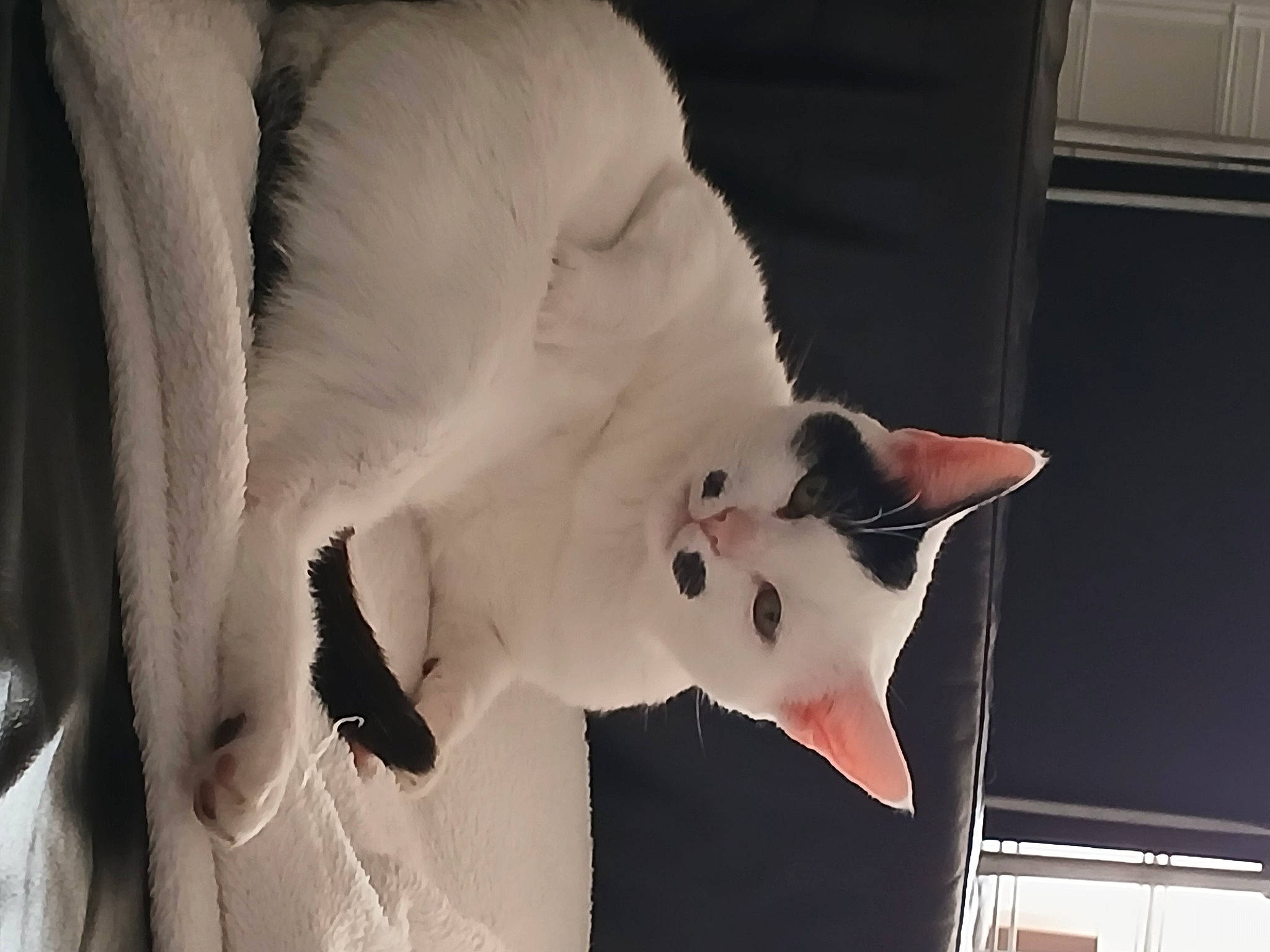 Cana a rejoint le concours — aidez-le/la à gagner de superbes lots ! carmine, carnivore, cat, collar, comfort, dog_breed, domestic_short_haired_cat, ear, fang, felidae, formal_wear, fur, jaw, monochrome_photography, petal, small_to_medium_sized_cats, snout, tail, terrestrial_animal, whiskers