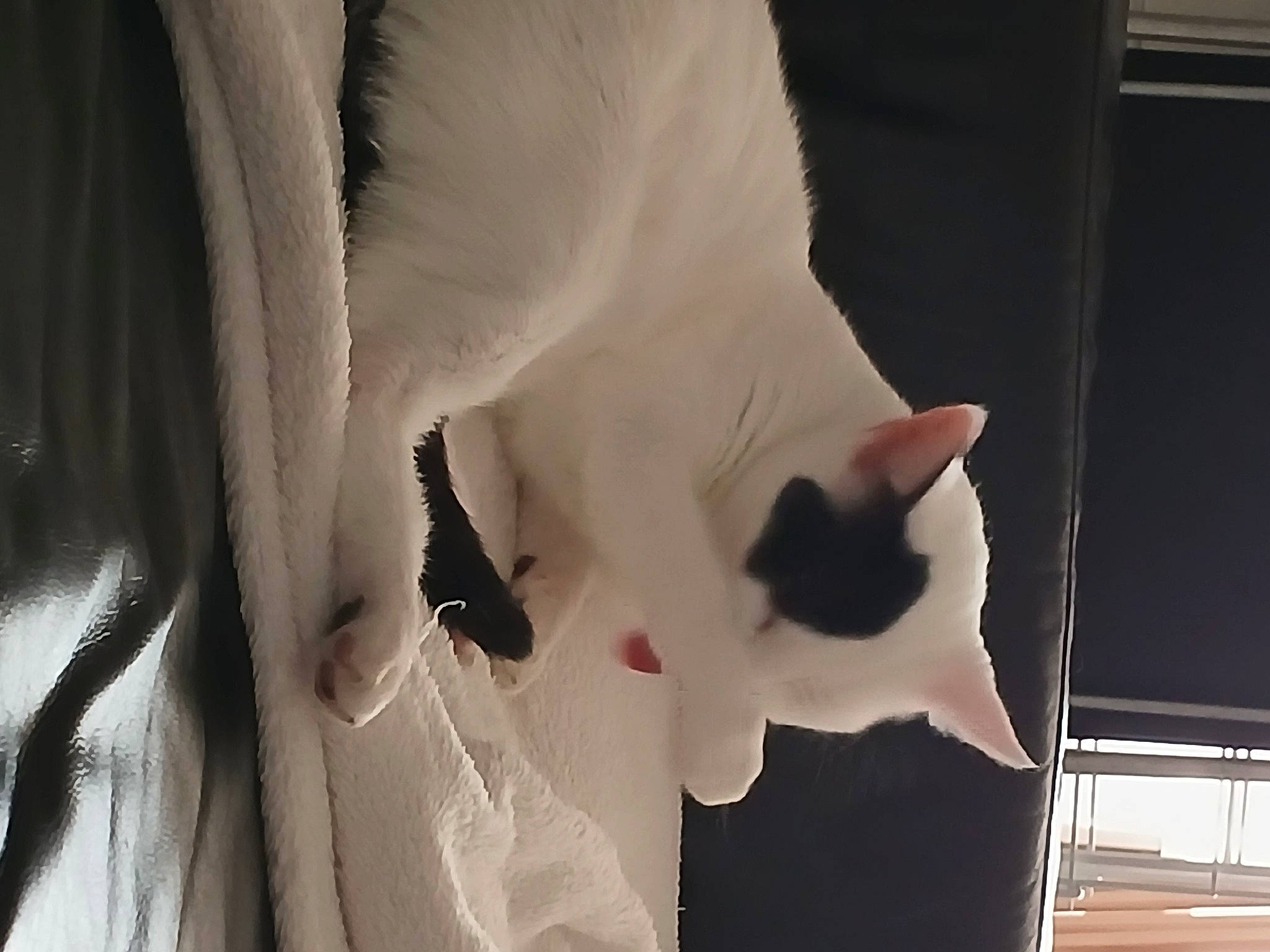 Cana participe au concours pour gagner de l'argent avec cette photo : carnivore, cat, comfort, domestic_short_haired_cat, ear, eyelash, felidae, foot, formal_wear, fur, human_body, human_leg, linens, monochrome_photography, petal, plant, small_to_medium_sized_cats, snout, tail, whiskers