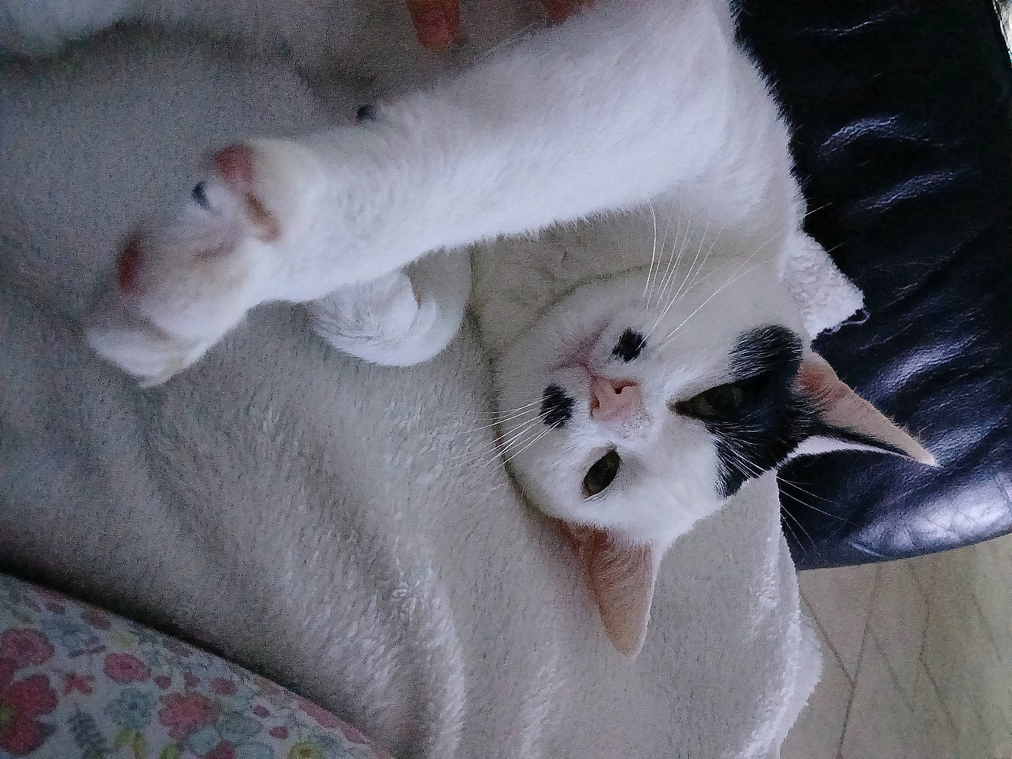 Cana participe au concours pour gagner de l'argent avec cette photo : canidae, carnivore, cat, claw, comfort, companion_dog, dog_breed, domestic_short_haired_cat, fawn, felidae, foot, fur, paw, small_to_medium_sized_cats, snout, tail, terrestrial_animal, whiskers, white