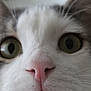 Cocosette joined the competition — help win amazing prizes! animal, cat, close_up, closeup_eye, curious_expression, face, feline, green_eyes, indoor, macro_photography, muzzle, nose, pet, pink_nose, portrait, soft_texture, tabby_fur, whiskers, white_fur, wide_eyes