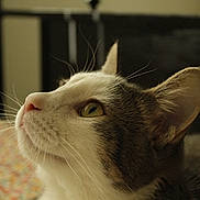 Cocosette joined the competition — help win amazing prizes! bedspread, blurred_background, cat, close_up, cozy, ear, face, feline, indoor, looking_up, muzzle, nose, pet, portrait, shallow_depth_of_field, soft_light, tabby_cat, whiskers, white_fur, yellow_eye