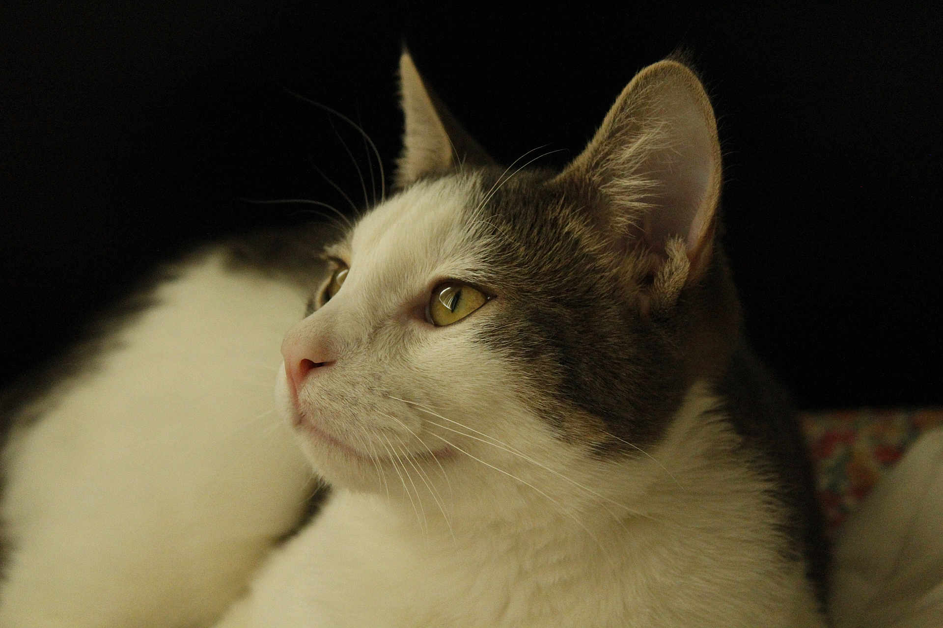 Cocosette is registered to the contest to win money with this photo: bed, cat, close_up, cozy, domestic_cat, ear, eye, feline, fur, gaze, muzzle, nose, pet, portrait, resting, soft_light, tabby, whiskers, white_fur, yellow_eyes