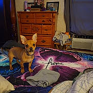 Sophie joined the competition — help win amazing prizes! dog, bed, blanket, dresser, photo_frame, cross, indoor, furniture, curtain, air_conditioner, clothing, small_dog, alert, ears, collar, wood, room, pillow, text, quilt