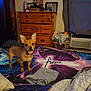 dog, bed, blanket, dresser, photo_frame, cross, indoor, furniture, curtain, air_conditioner, clothing, small_dog, alert, ears, collar, wood, room, pillow, text, quilt