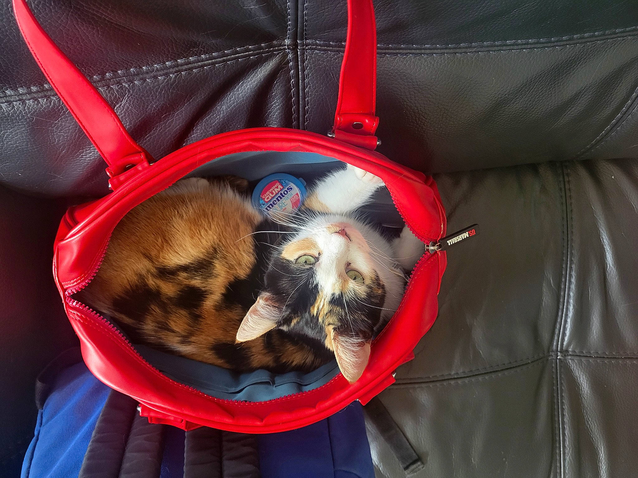 Laly a rejoint le concours — aidez-le/la à gagner de superbes lots ! bag, basket, bicycle_accessory, carnivore, cat_supply, comfort, companion_dog, dog_breed, dog_supply, electric_blue, fashion_accessory, fawn, felidae, hamper, luggage_and_bags, pet_supply, small_to_medium_sized_cats, storage_basket, textile, whiskers