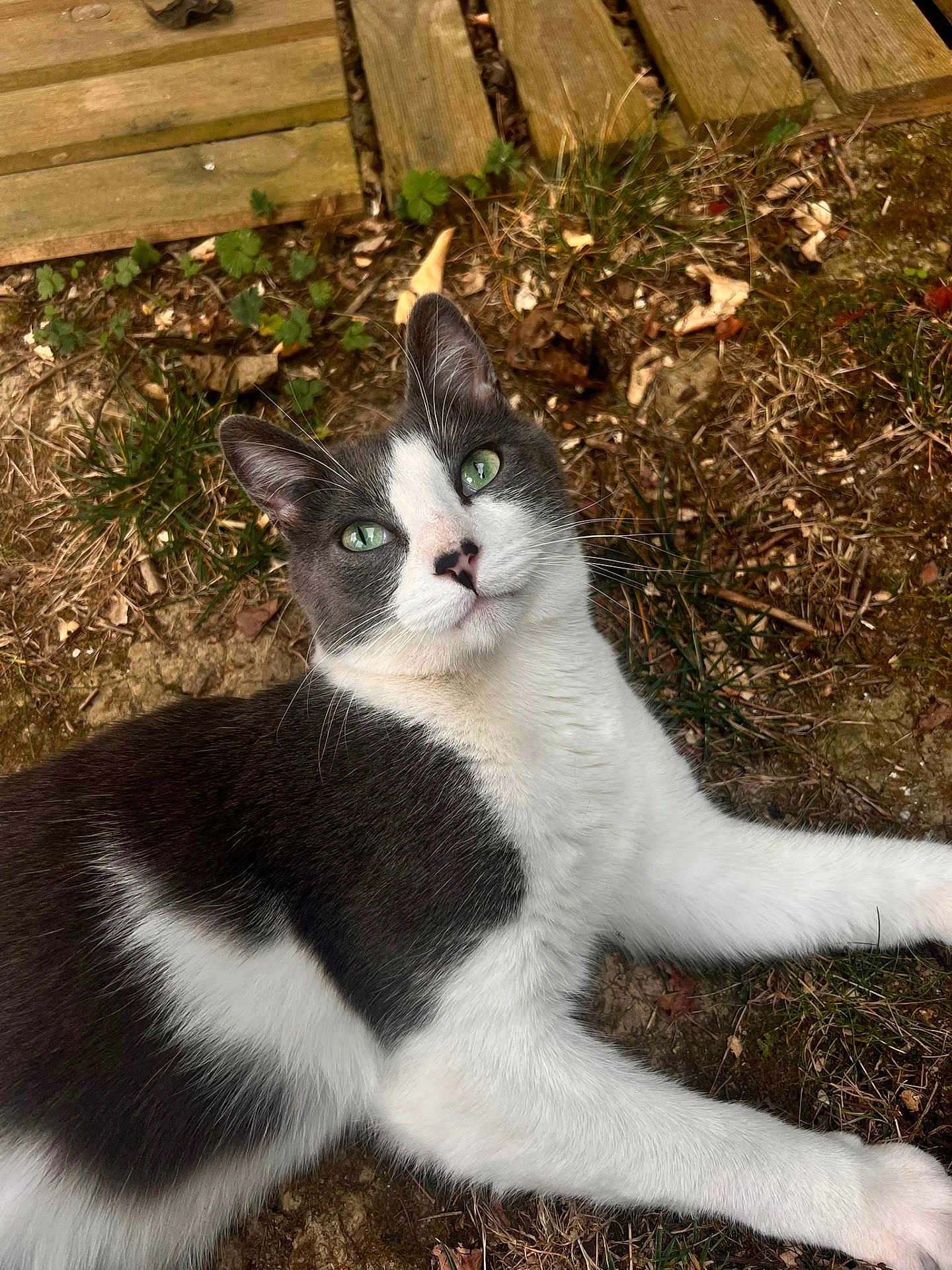 Loki