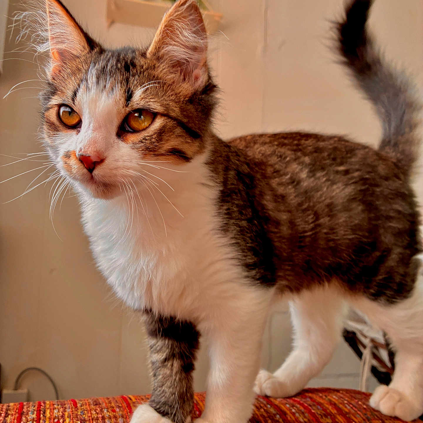 Milo joined the competition — help win amazing prizes! cat, kitten, tabby, white_paws, orange_eyes, curious, indoor, plant, hanging_plant, furniture, orange_surface, whiskers, tail, ears, pet, animal, cute, standing, young_cat, cozy