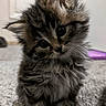 kitten, cat, fluffy, furry, pet, cute, animal, indoor, carpet, small, young, portrait, curious, head_tilt, whiskers, tabby, feline, adorable, domestic_cat, mammal