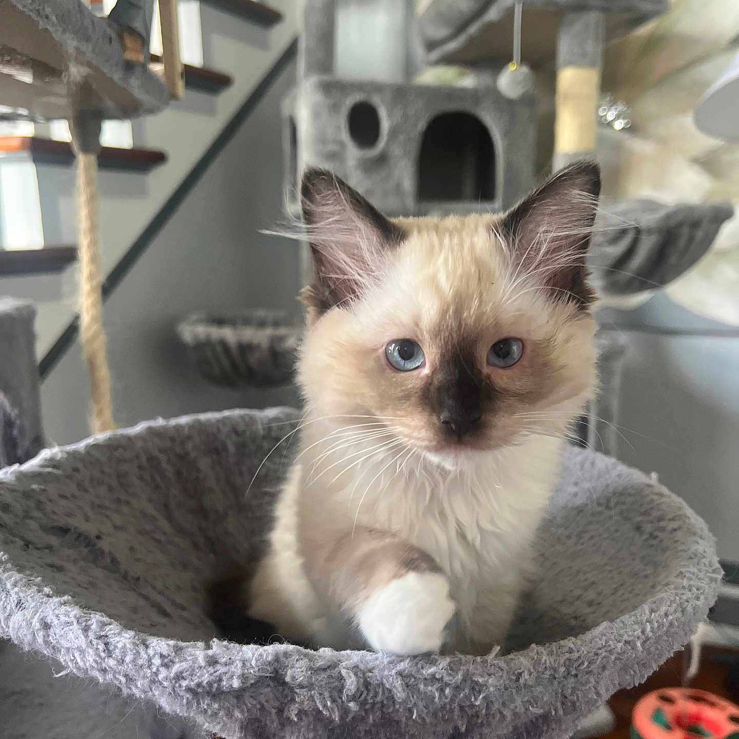 Kelce joined the competition — help win amazing prizes! animal, blue_eyes, cat, cat_hammock, cat_tree, comfort, cozy, curious, feline, fur, home, indoor, kitten, paw, pet, playful, siamese, soft, whiskers, young_cat