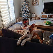 Violette a rejoint le concours — aidez-le/la à gagner de superbes lots ! dog, living_room, christmas_tree, holiday_decor, couch, heater, gift, window, curtain, table, television, plant, rug, pillow, wooden_furniture, floor_tile, cozy, pet, indoor, decor