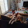 dog, living_room, christmas_tree, holiday_decor, couch, heater, gift, window, curtain, table, television, plant, rug, pillow, wooden_furniture, floor_tile, cozy, pet, indoor, decor