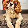 animal, brown, canine, carpet, cavalier_king_charles_spaniel, cute, dog, domestic_animal, ears, fluffy, fur, indoors, laying_down, looking_up, mammal, pet, portrait, puppy, stairs, white