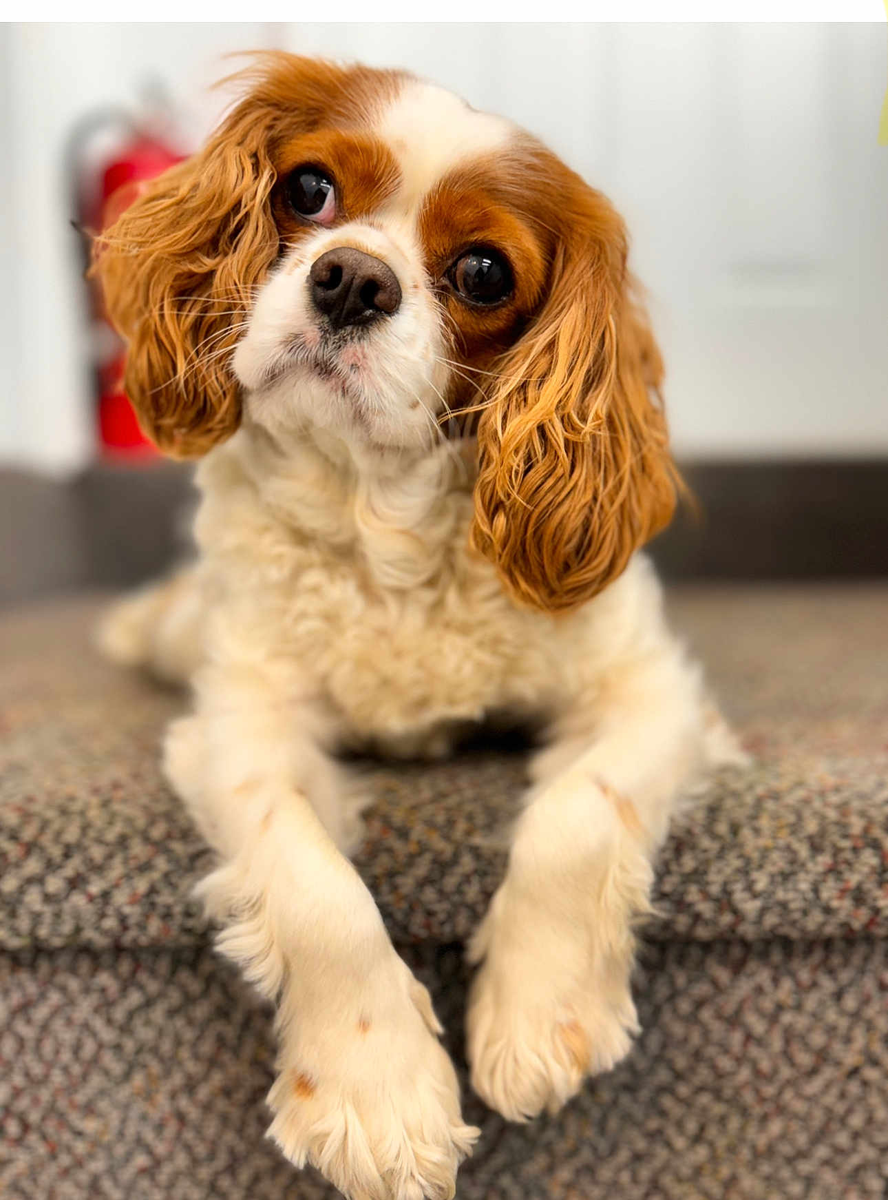 Tucker