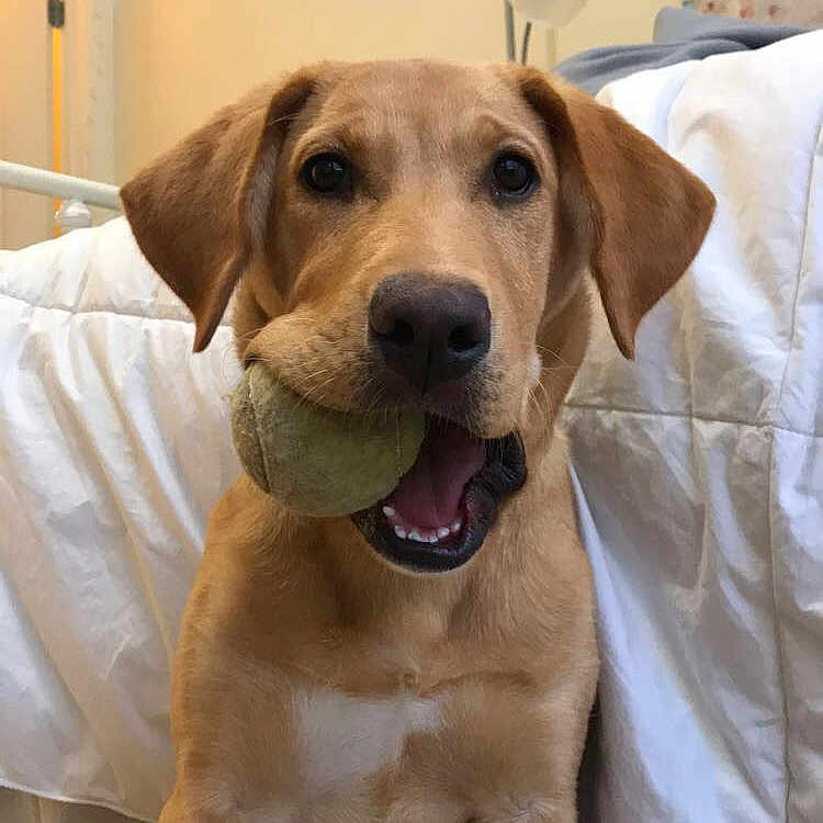 Rally joined the competition — help win amazing prizes! beagador, black_mouth_cur, broholmer, canidae, carnivore, companion_dog, dog, dog_breed, fawn, labrador_retriever, mammal, mountain_cur, portuguese_pointer, potcake_dog, rare_breed_dog, retriever, rhodesian_ridgeback, snout, sporting_group, vertebrate