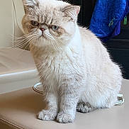 Ryou participe au concours pour gagner de l'argent avec cette photo : animal, background, beige_surface, cat, cream_color, cute, domestic_cat, expression, feline, flat_face, fluffy, fur, furniture, household, indoor, pet, portrait, sitting, towel, whiskers