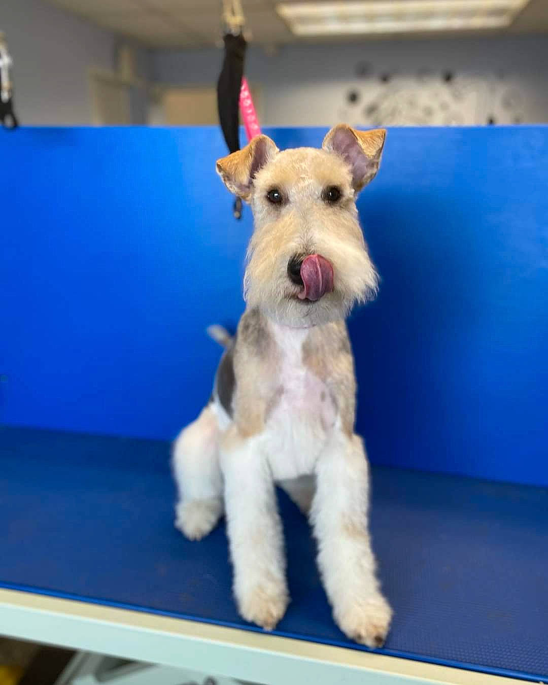 Dog Harland joined the competition — help win amazing prizes! canidae, carnivore, collar, companion_dog, dog, dog_breed, dog_collar, dog_supply, fawn, flooring, fur, irish_terrier, lakeland_terrier, schnauzer, sporting_group, standard_schnauzer, table, terrier, wire_hair_fox_terrier, working_animal