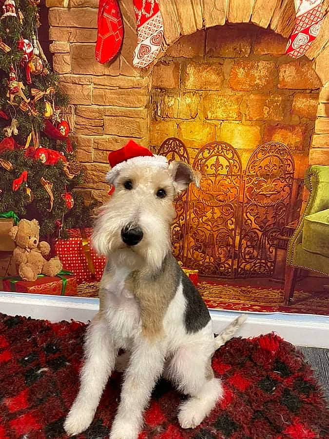 Dog Harland joined the competition — help win amazing prizes! carnivore, christmas, christmas_decoration, christmas_eve, christmas_ornament, christmas_tree, companion_dog, dog, dog_breed, event, flooring, holiday, holiday_ornament, interior_design, ornament, pattern, snout, terrier, wire_hair_fox_terrier, working_animal