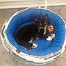 Réglisse a rejoint le concours — aidez-le/la à gagner de superbes lots ! kitten, cat, pet_bed, blue, ball, toy, black_and_white, floor, tile, indoor, animal, cute, relaxed, paws, whiskers, young_cat, resting, cozy, domestic, curious