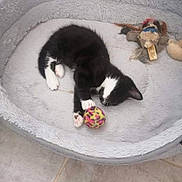 Réglisse a rejoint le concours — aidez-le/la à gagner de superbes lots ! kitten, black_and_white, cat, pet_bed, toy_ball, stuffed_toy, floor, tile_floor, playing, resting, indoor, cozy, cute, animal, feline, paw, sleepy, pet, small_animal, domestic_cat
