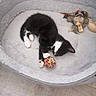 kitten, black_and_white, cat, pet_bed, toy_ball, stuffed_toy, floor, tile_floor, playing, resting, indoor, cozy, cute, animal, feline, paw, sleepy, pet, small_animal, domestic_cat