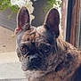 animal, brindle, canine, close_up, companion, concrete, curious, dog, doorway, ears, eyes, face, flower_pot, flowers, french_bulldog, outdoor, pet, portrait, purple_flower, white_flowers