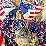 Suger joined the competition — help win amazing prizes! american_flag, blue, canine, celebration, close_up, costume, decorations, dog, festive, funny, holiday, patriotic, pet, portrait, red, stars, stripes, sunglasses, tinsel, white