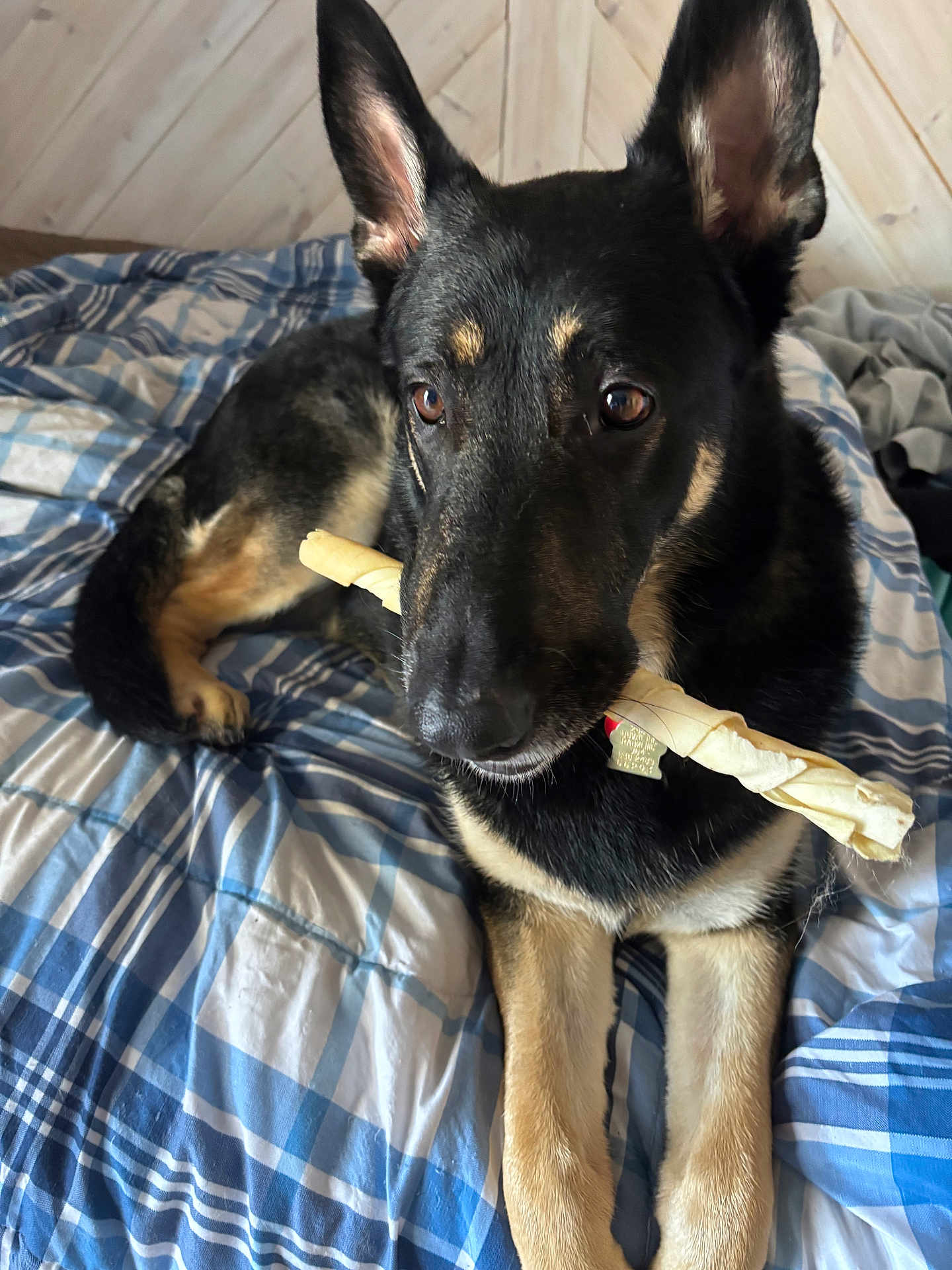 Gyia is registered to the contest to win money with this photo: dog, german_shepherd, pet, bed, blanket, comforter, plaid_pattern, chew_bone, toy, fur, ears, brown_eyes, nose, paws, portrait, indoor, wood_paneling, striped, sleepy, close_up