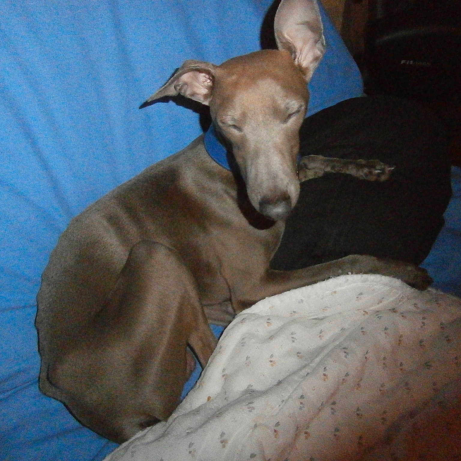 Hermès Hindraan Shayine Shayre