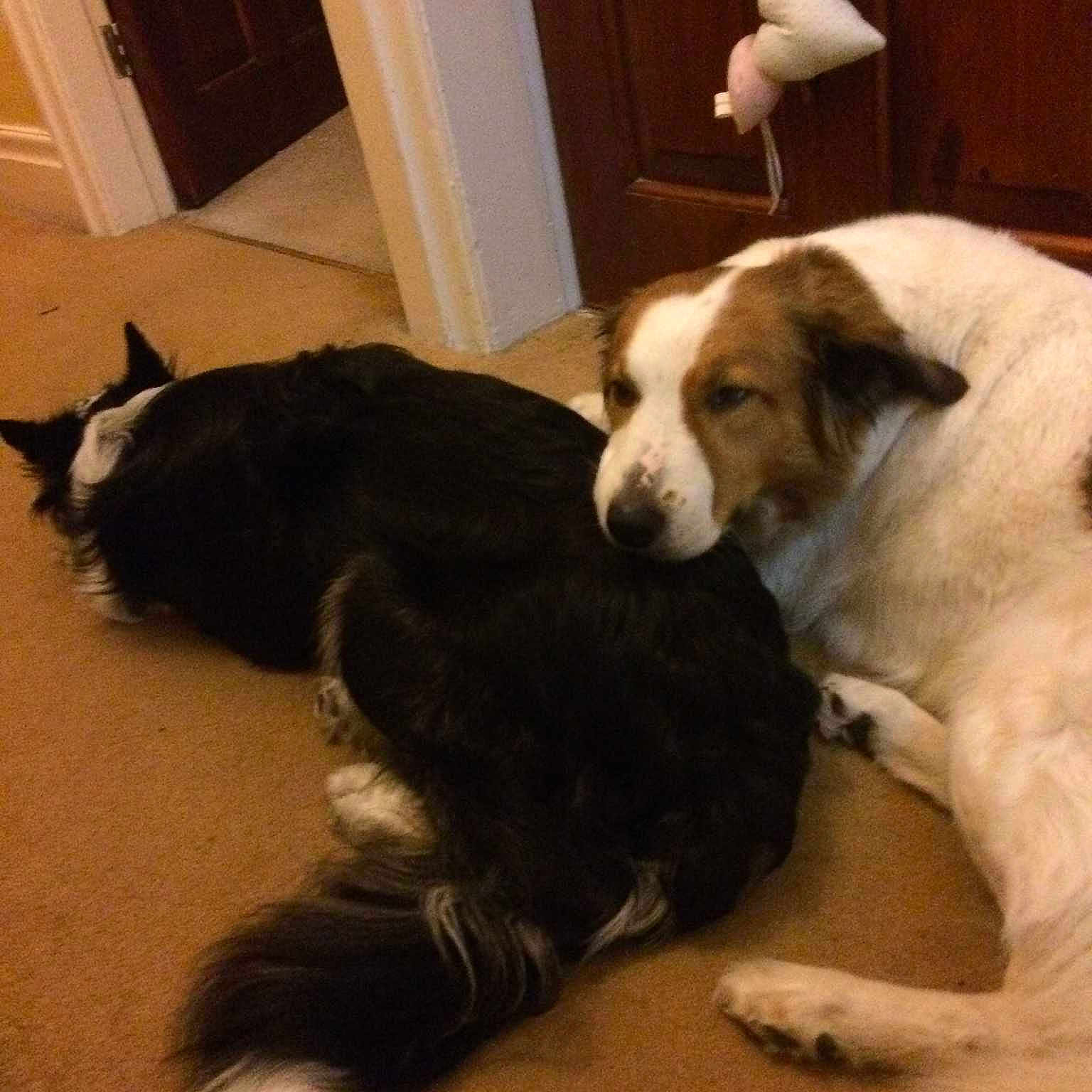 Oscar molly joined the competition — help win amazing prizes!