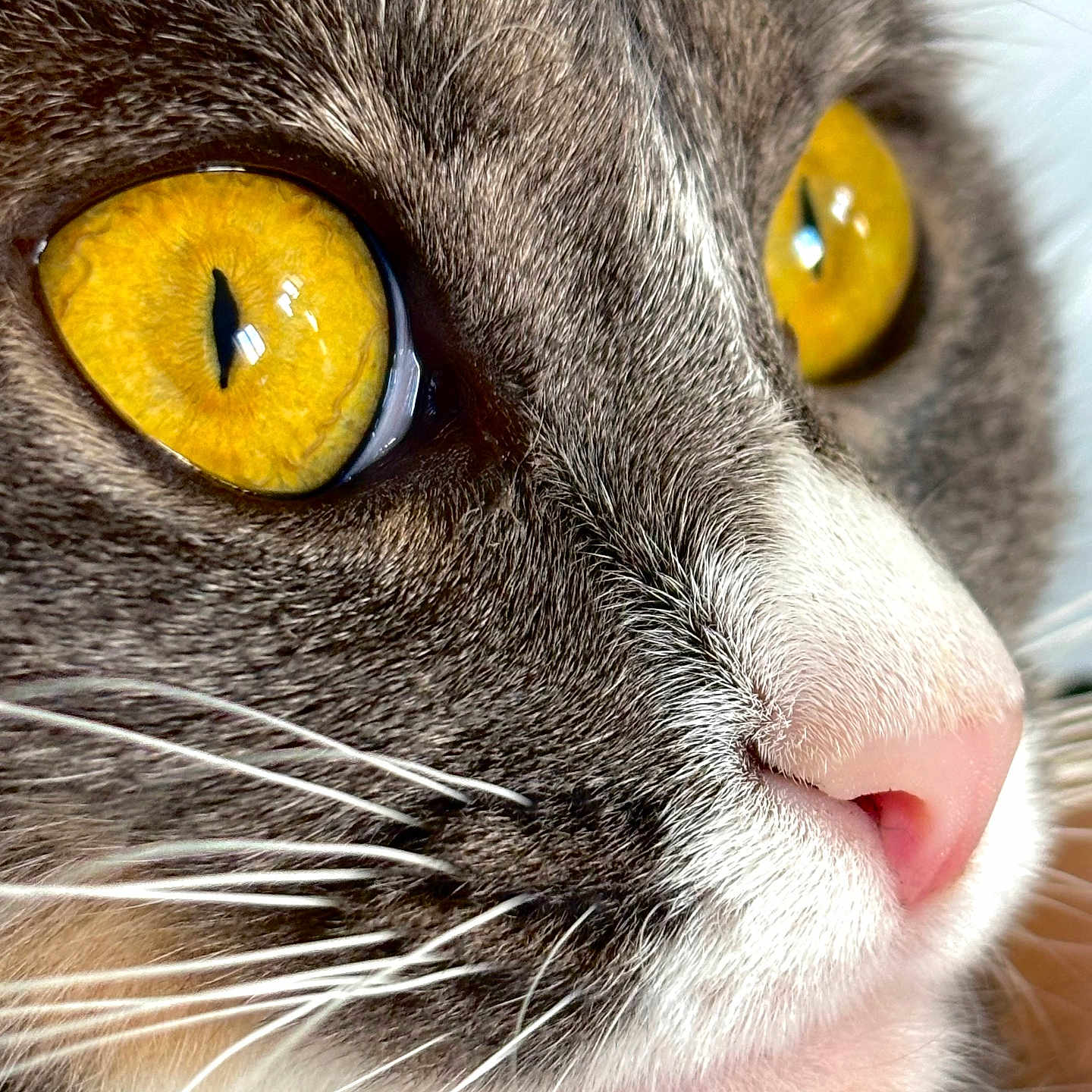 Vaya participe au concours pour gagner de l'argent avec cette photo : animal, cat, close_up, cute, detail, domestic, eye, face, feline, focus, fur, macro, mammal, natural_light, pet, pink_nose, portrait, soft, whiskers, yellow_eye