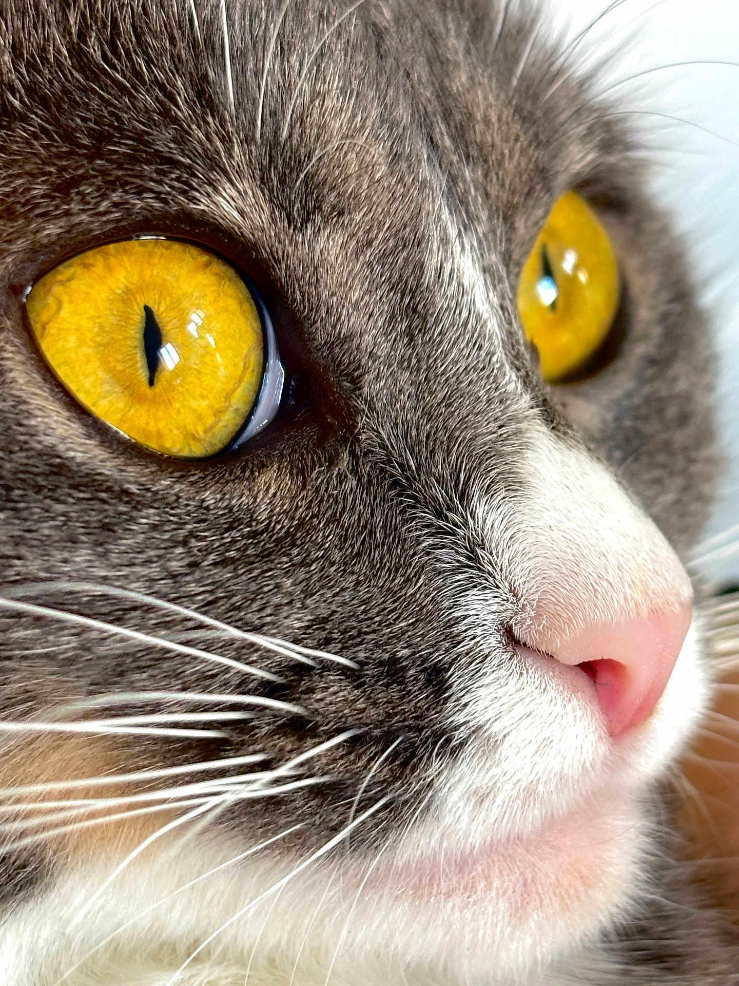 Vaya participe au concours pour gagner de l'argent avec cette photo : cat, close_up, face, eye, whiskers, fur, yellow_eye, pink_nose, pet, animal, mammal, cute, domestic, feline, macro, portrait, soft, detail, focus, natural_light