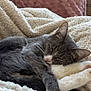 Vaya participe au concours pour gagner de l'argent avec cette photo : cat, sleeping, gray_cat, white_paws, blanket, cozy, indoor, furry, pet, resting, cute, soft, comfort, relaxation, fur, animal, domestic_cat, nap, closeup, warm