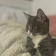 Vaya a rejoint le concours — aidez-le/la à gagner de superbes lots ! cat, gray_cat, white_paws, yellow_eyes, pet, animal, indoor, blanket, cozy, fur, whiskers, relaxing, cute, domestic_cat, feline, portrait, close_up, soft_focus, home, resting