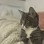 cat, gray_cat, white_paws, yellow_eyes, pet, animal, indoor, blanket, cozy, fur, whiskers, relaxing, cute, domestic_cat, feline, portrait, close_up, soft_focus, home, resting