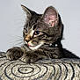 animal, cat, closeup, collar, curious, cushion, cute, ears, fur, indoor, kitten, pattern, paw, pet, resting, spiral, tabby, texture, tongue, whiskers