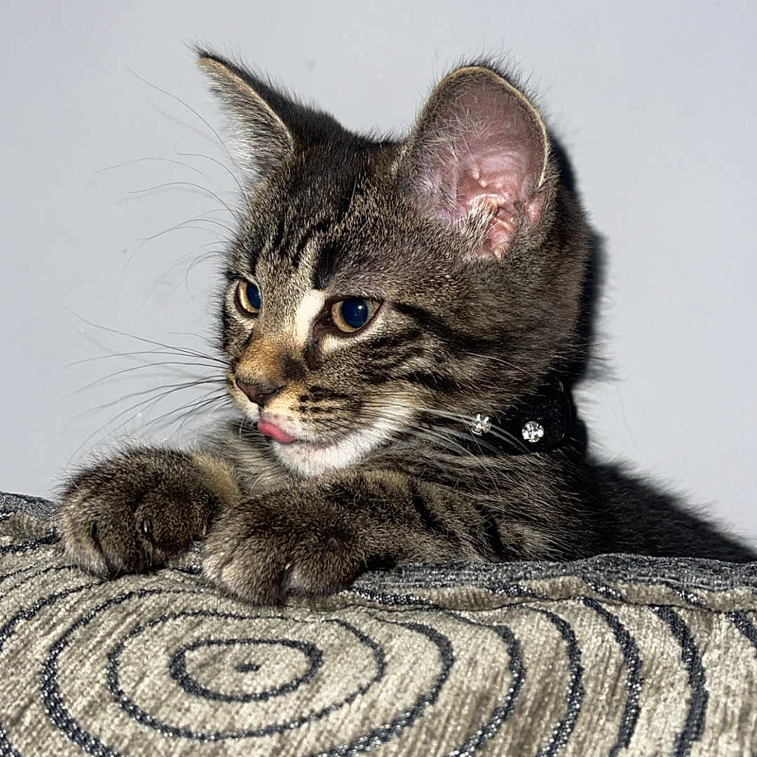 Rex joined the competition — help win amazing prizes! animal, cat, closeup, collar, curious, cushion, cute, ears, fur, indoor, kitten, pattern, paw, pet, resting, spiral, tabby, texture, tongue, whiskers