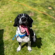 Cooper is registered to the contest to win money with this photo: accessories, animal, bodypart, canine, dog, field, grass, hound, labradorretriever, lawn, leash, mouth, outdoors, person, pet, plant, pointer, puppy, strap, tongue