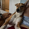 Alma participe au concours pour gagner de l'argent avec cette photo : dog, indoor, person, hand, relaxed, wink, lap, shorts, striped, brown_and_white, bed, comfort, cozy, furniture, home, casual, skin, closeup, resting, companion