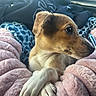 puppy, dog, blanket, pink, fur, cozy, car_interior, soft, cute, animal, pet, relaxed, looking_away, close_up, paw, nail, snout, young_dog, comfort, resting