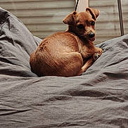 Bella participe au concours pour gagner de l'argent avec cette photo : puppy, dog, brown, small_dog, cute, tongue_out, cushion, gray, indoor, pet, cozy, window, blinds, resting, fur, animal, sleepy, domestic_animal, companion, relaxed