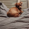 animal, blinds, brown, companion, cozy, cushion, cute, dog, domestic_animal, fur, gray, indoor, pet, puppy, relaxed, resting, sleepy, small_dog, tongue_out, window